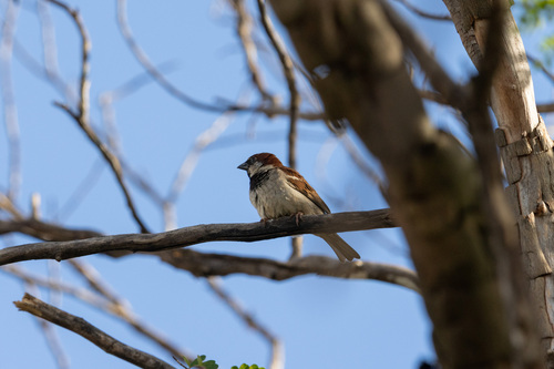 House Sparrow