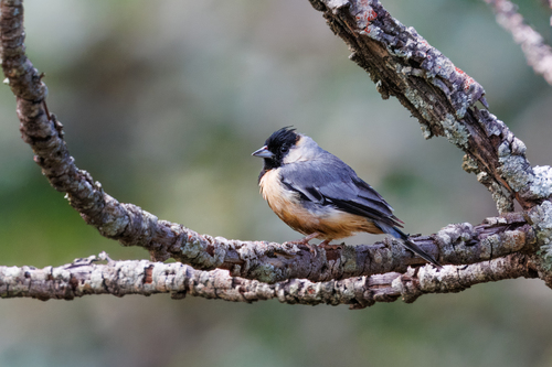 Coal-crested Finch