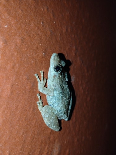Argentine Snouted Tree Frog