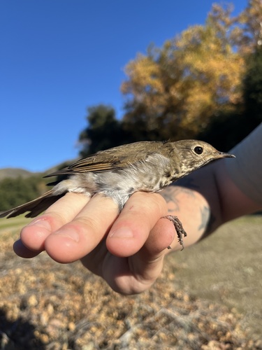 iNaturalist observation photo of Hermit Thrush