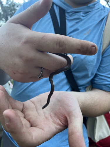 iNaturalist observation photo of Common Sharp-tailed Snake