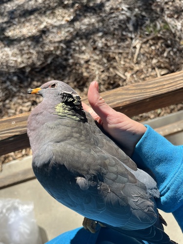 iNaturalist observation photo of Band-tailed Pigeon