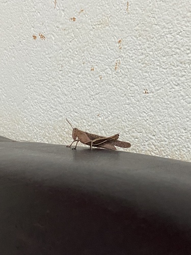 Abracris flavolineata