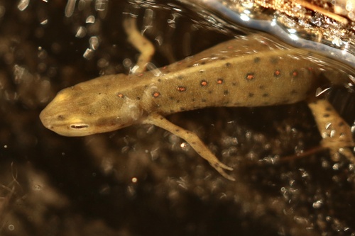 Eastern Newt observed by willyhutchy