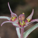 Euphorbia retusa - Photo (c) Ori Fragman-Sapir, all rights reserved, uploaded by Ori Fragman-Sapir