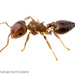Ashmead's Acrobat Ant - Photo (c) John and Kendra Abbott, all rights reserved, uploaded by John and Kendra Abbott