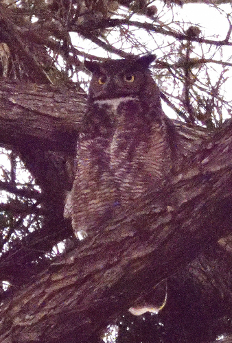 View observation of {o.common_name} on iNaturalist