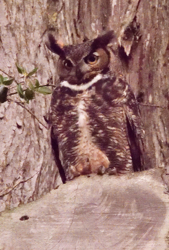 View observation of {o.common_name} on iNaturalist