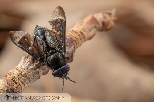 Chrysops separatus