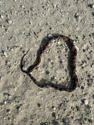 Corn Snake observed by danielcontaldi