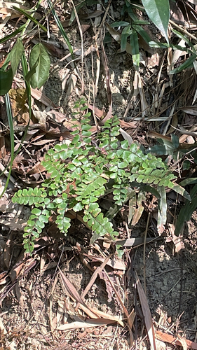 Fan-leaved Maidenhair