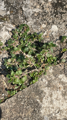 Whorled Twintip