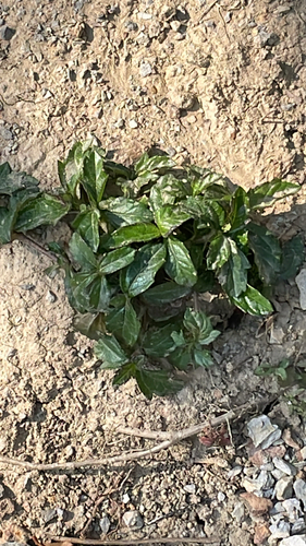 Trailing Daisy