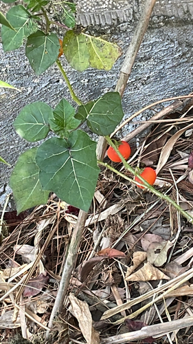 Cockroach Berry
