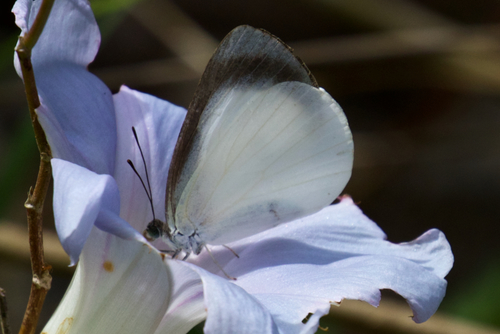 Elodina argypheus