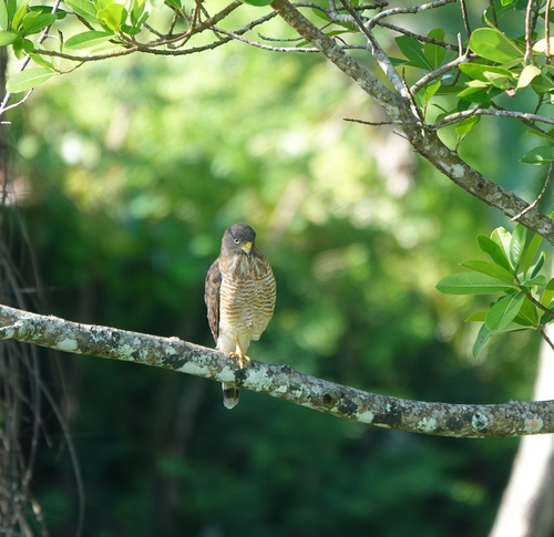 Roadside Hawk