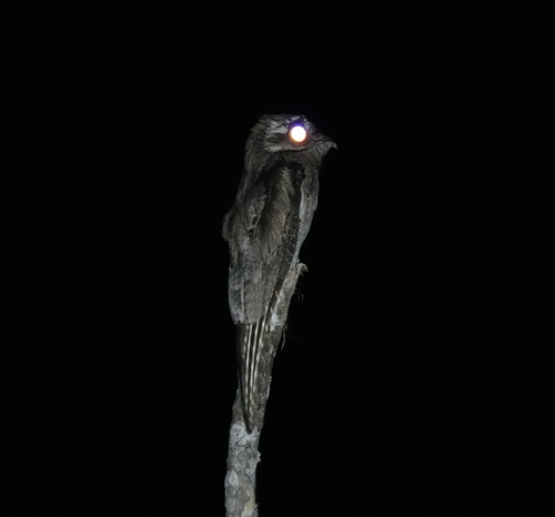 Common Potoo