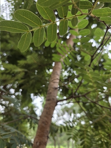 Brachystegia utilis
