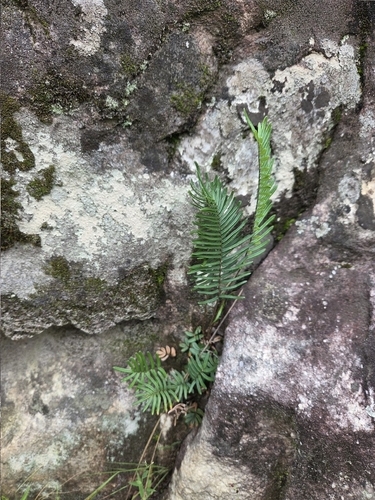 Pellaea pectiniformis