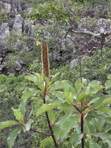 Fire Bush