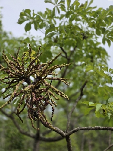 Octopus Cabbage Tree