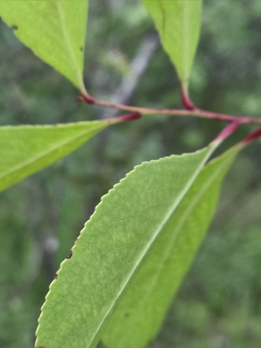 confetti spikethorn