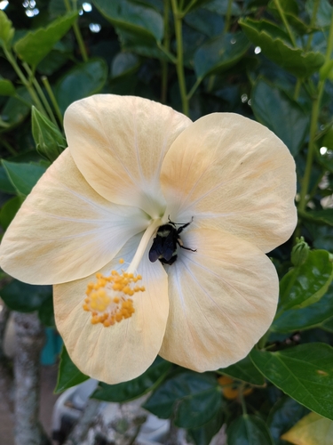 Paulista Bumble Bee