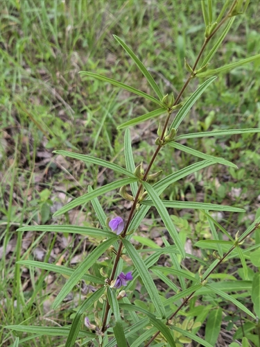 Dolichos trinervatus