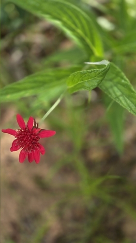 Erythrocephalum longifolium
