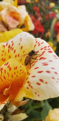 photo of Western Honey Bee (Apis mellifera)