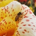 photo of Western Honey Bee (Apis mellifera)