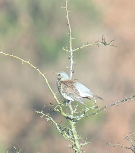 Fieldfare