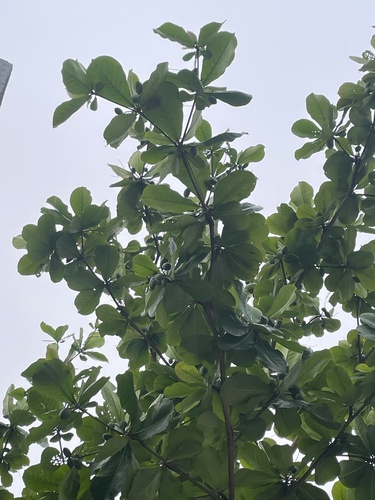 Sea Almond