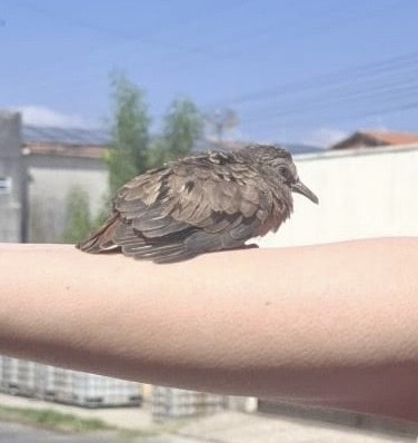 Ruddy Ground Dove