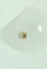 Ptilium exaratum - Photo (c) Thibault le Pen, all rights reserved, uploaded by Thibault le Pen
