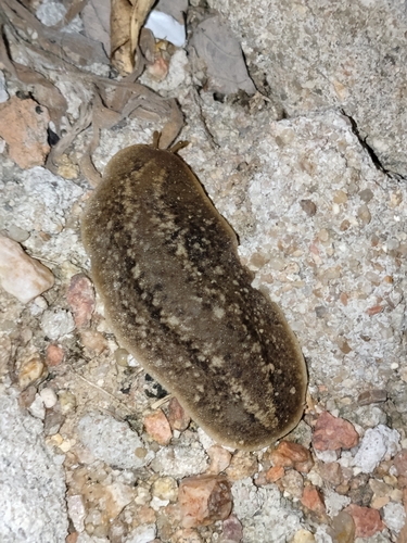 Phyllocaulis soleiformis
