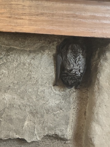 Silver-haired Bat observed by t-himelspach