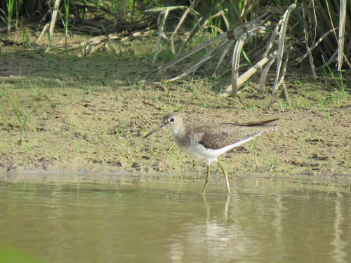 Solitary Sandpiper