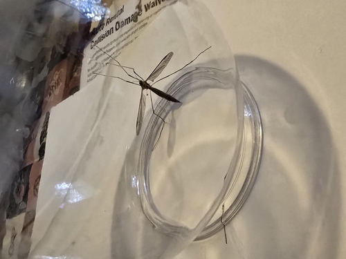 Unknown species found near Mason, MI 48854, USA