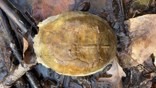 Eastern Box Turtle observed by natecfields