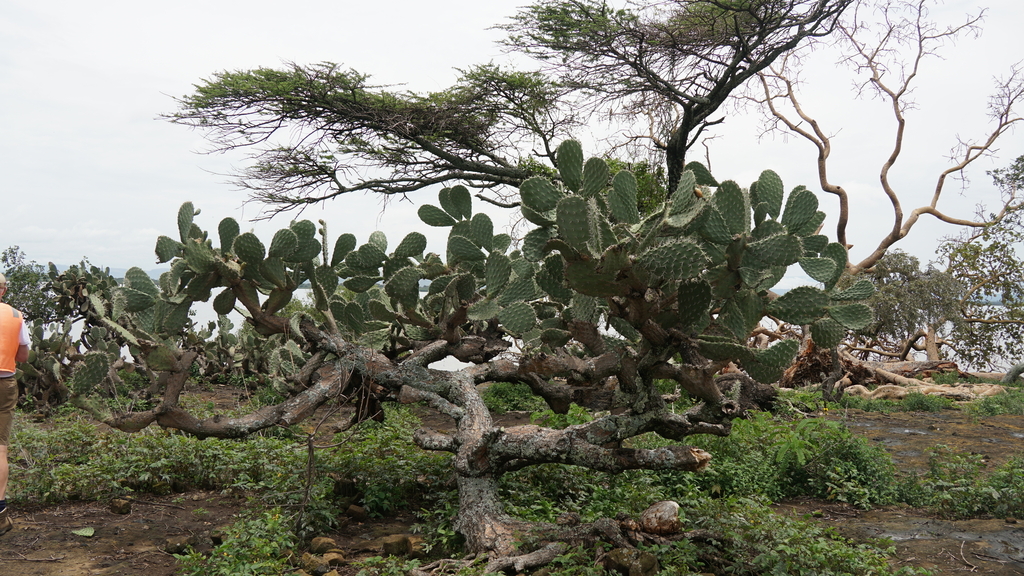 Opuntia megacantha (Large-Thorned Prickly Pear)