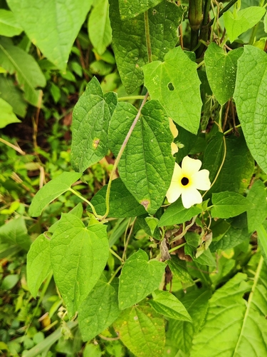 Black-eyed Susan vine
