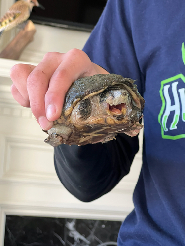Eastern Musk Turtle observed by cct1953
