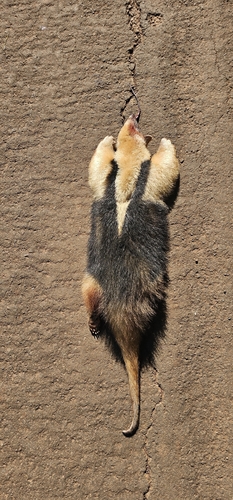 Southern Tamandua