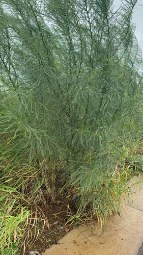 Mexican palo verde