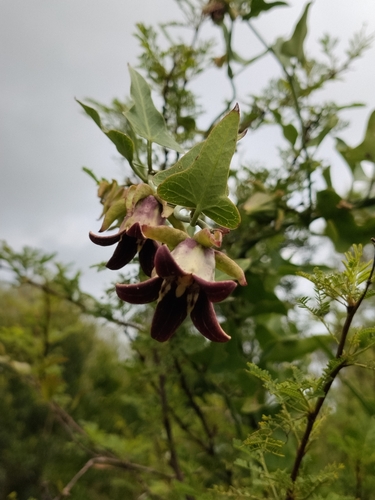 Araujia megapotamica