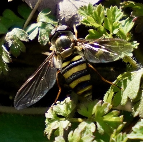 Unknown species found near Altakima Cir, Cherokee Village, AR, US