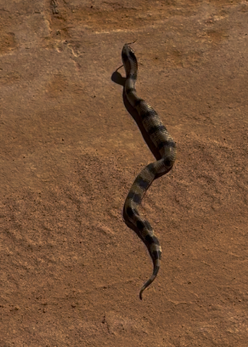 Wagler's Snake