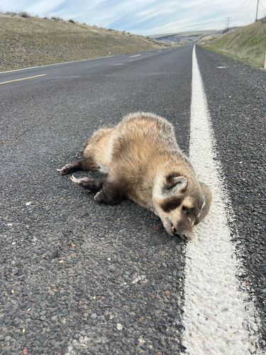 American Badger observed by slamonella