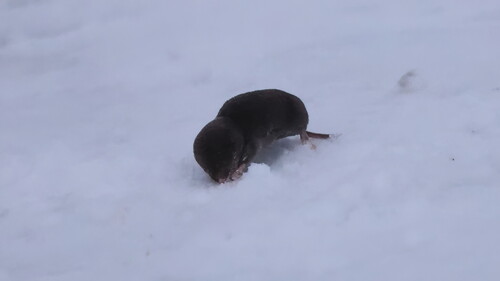 Northern Short-tailed Shrew observed by stphip